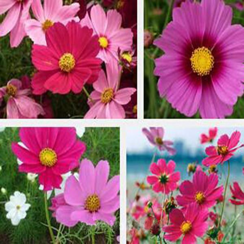 Pink Cosmos Bipinnatus Seeds