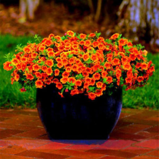 100 Pieces Phantom Petunia Flower Seeds