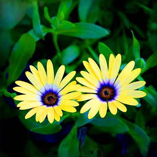 Yellow Daisy Flower Seeds