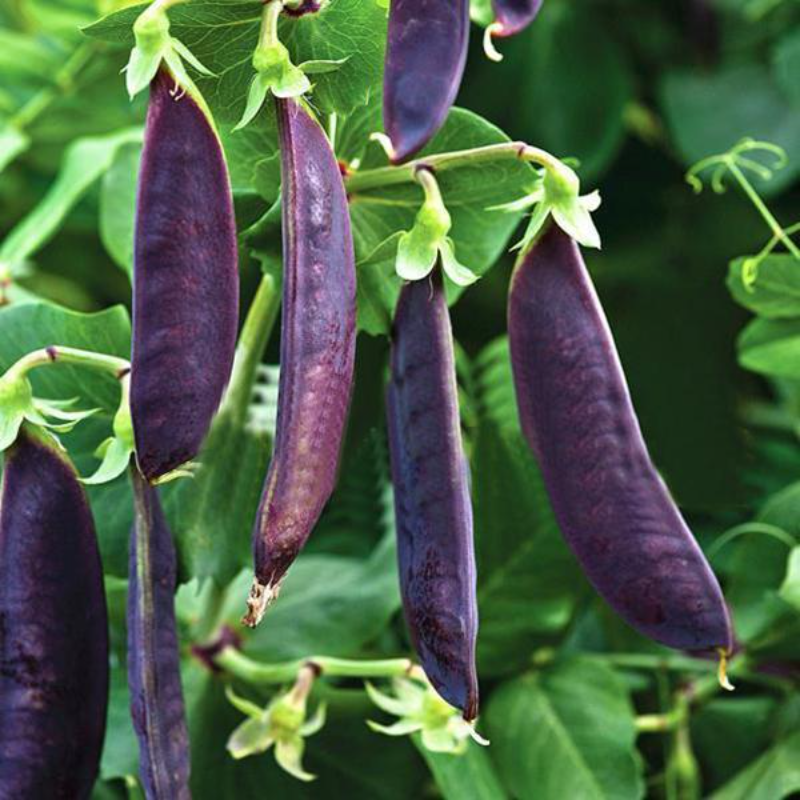 Sweet Pea Purple Seeds