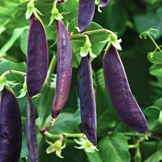 Sweet Pea Purple Seeds