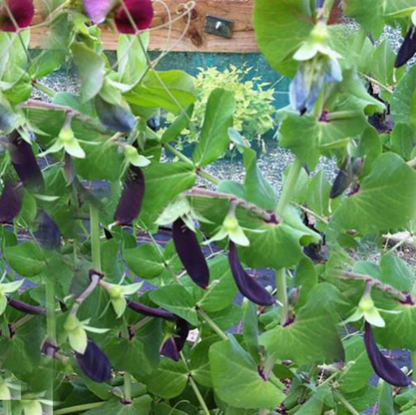 Sweet Pea Purple Seeds