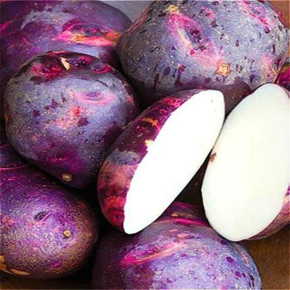 Purple Potato Seeds