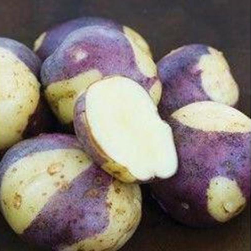 Purple Potato Seeds