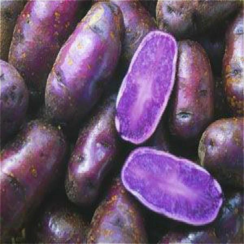 Purple Potato Seeds