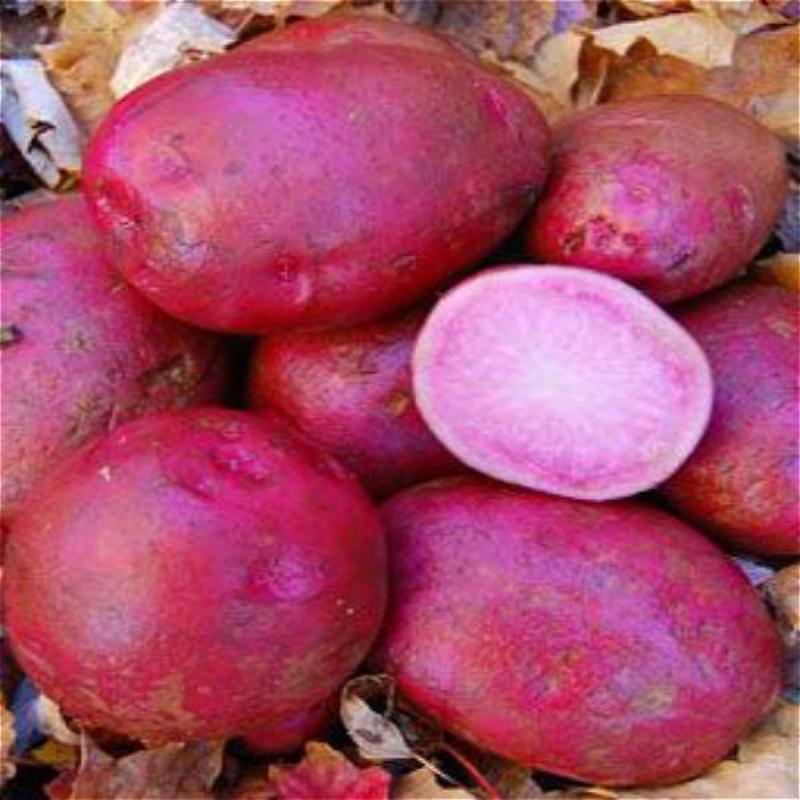 Purple Potato Seeds