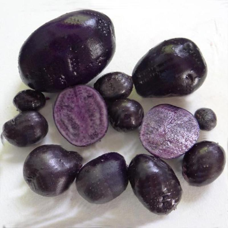 Purple Potato Seeds