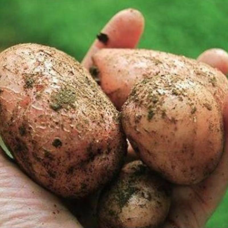 Purple Potato Seeds