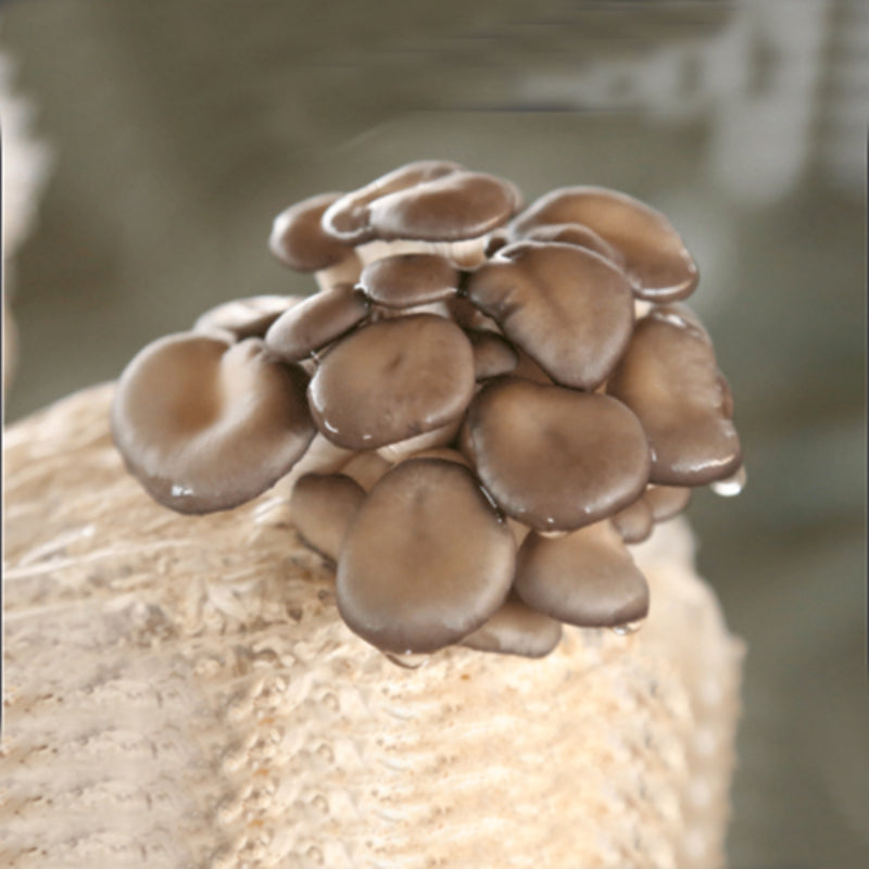 Organic Mushroom Seeds