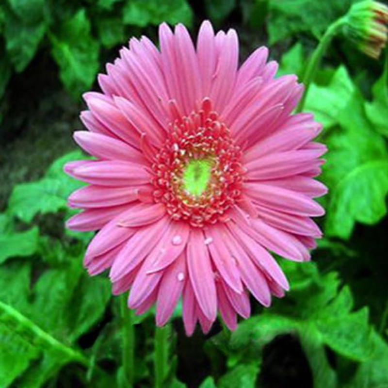 Mix Rare Gerbera Seeds