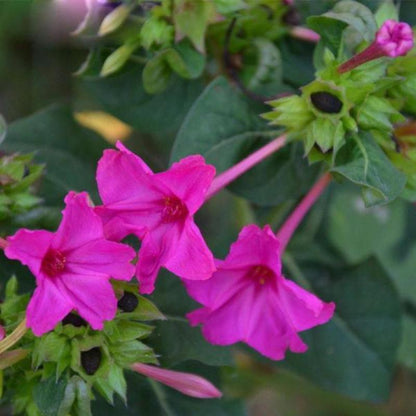 Rare Pink Jasmine Seeds