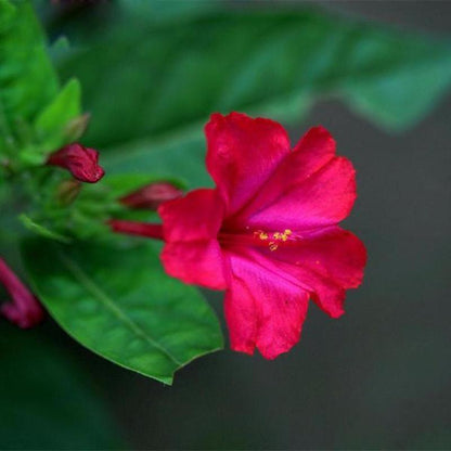 Rare Pink Jasmine Seeds