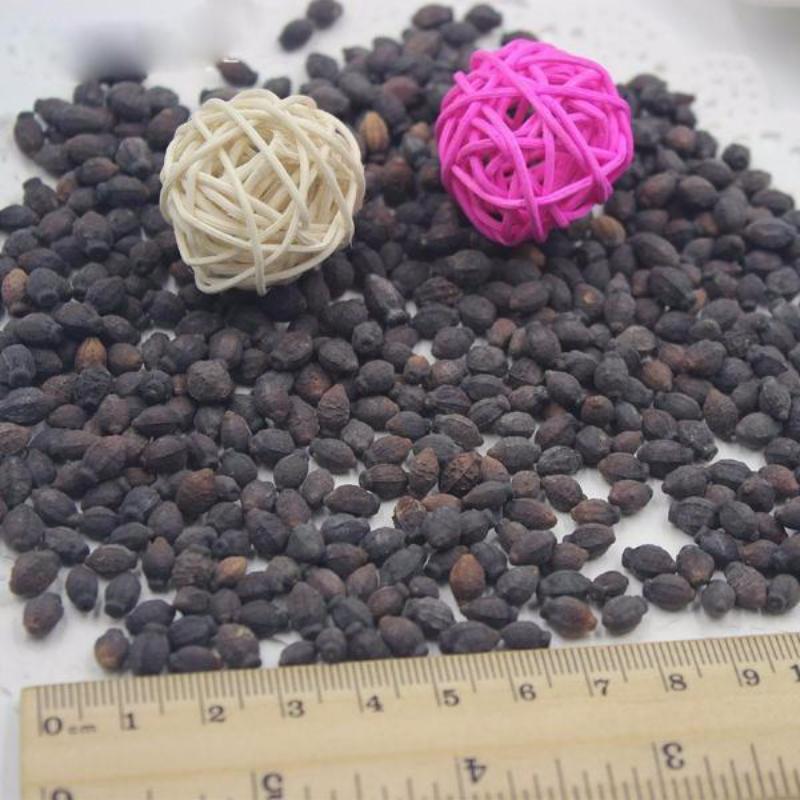 Rare Pink Jasmine Seeds