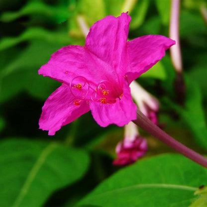 Rare Pink Jasmine Seeds