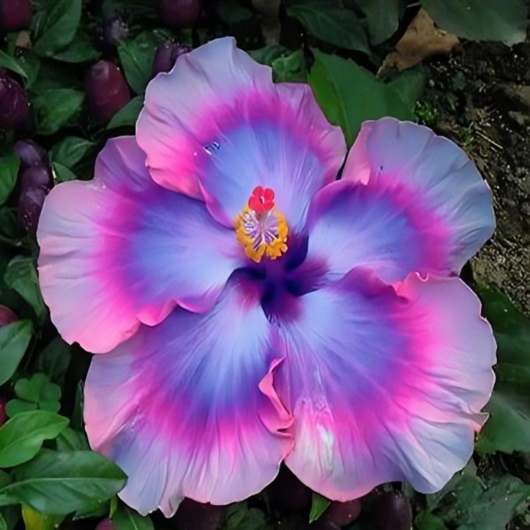 Giant Ombre Hibiscus Coral Flower Seeds