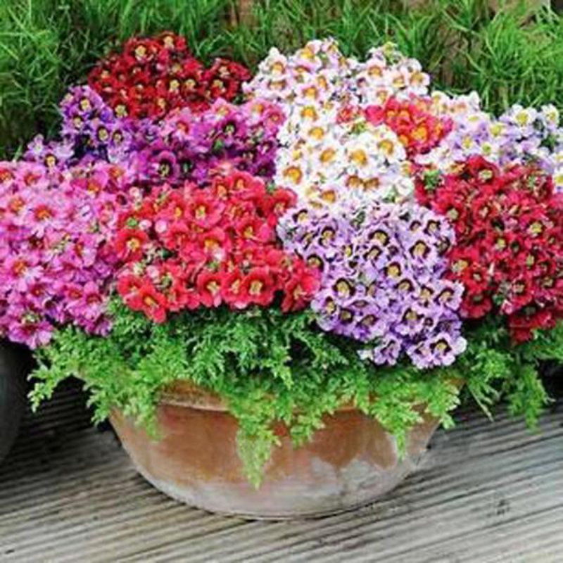 Schizanthus Butterfly Flower Seeds