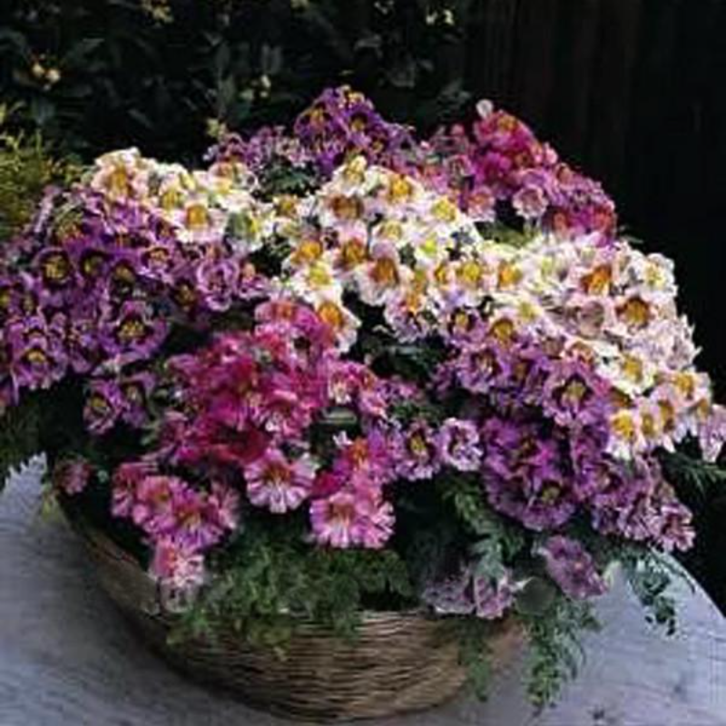 Schizanthus Butterfly Flower Seeds