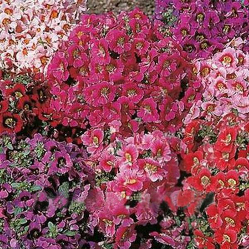 Schizanthus Butterfly Flower Seeds