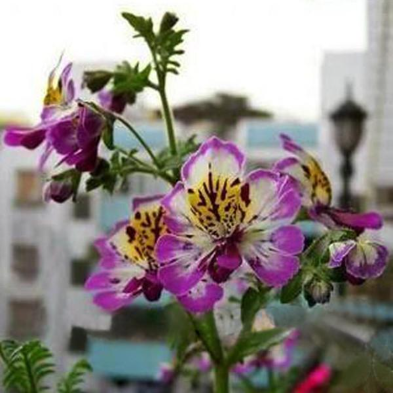 Schizanthus Butterfly Flower Seeds