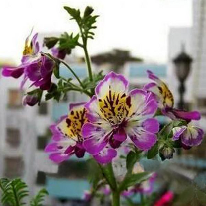 Schizanthus Butterfly Flower Seeds