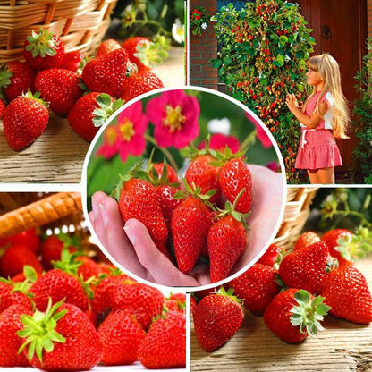 Red Climbing Strawberry Seeds