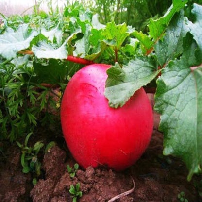 Red Garden Radish Seeds