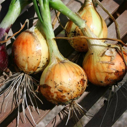 Red Onion Seeds