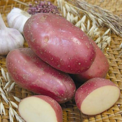 Red Potato Seeds