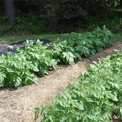 Red Potato Seeds