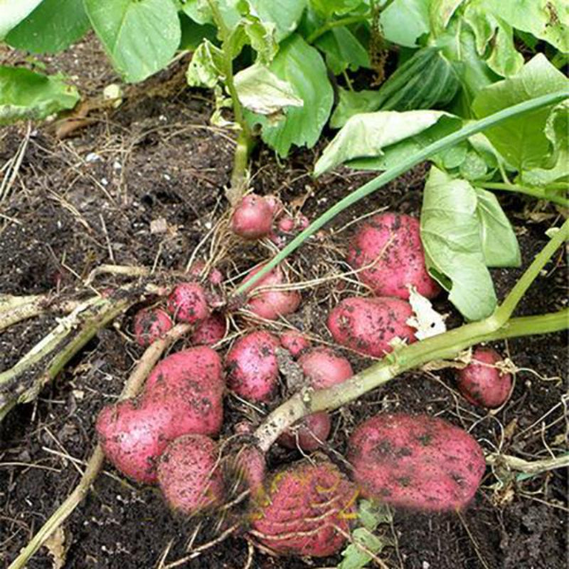 Red Potato Seeds