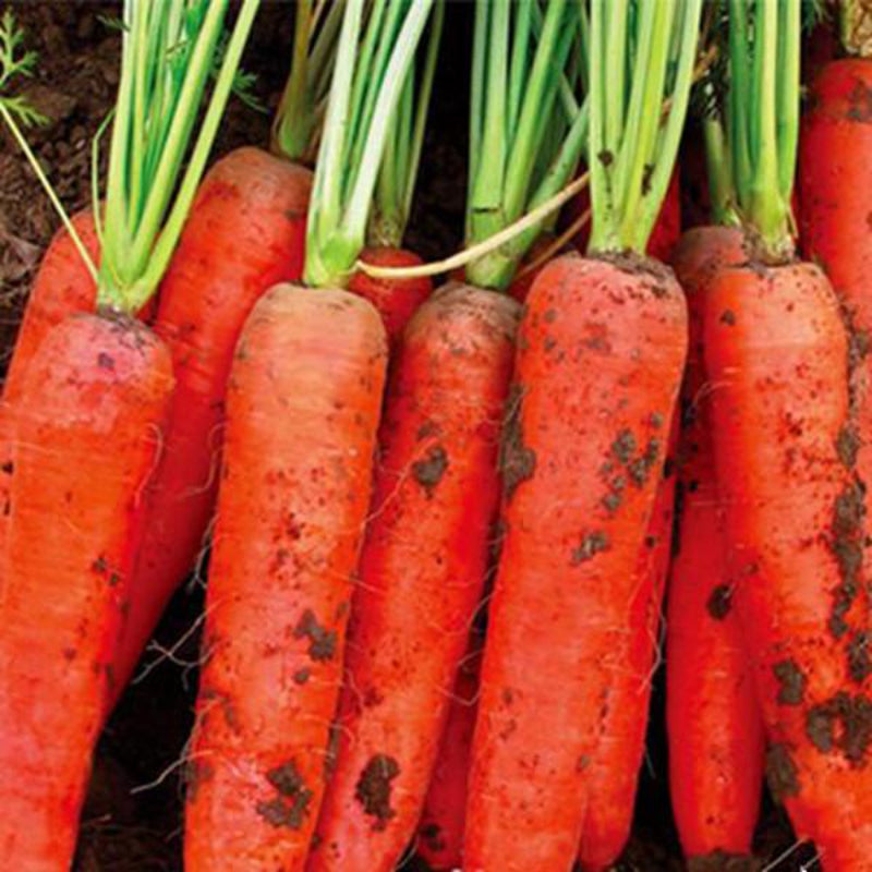 Red Carrot Seeds