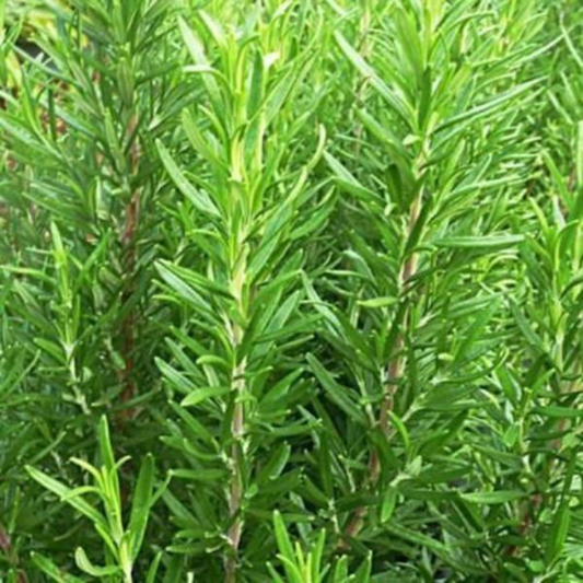 Rosemary Seeds