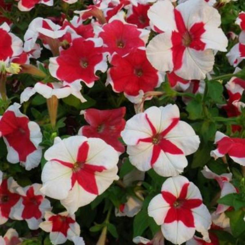 Scarce Rare Phantom Petunia Flower Seeds