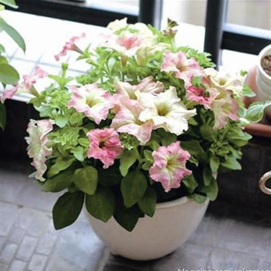 Phantom Petunia Flower Seeds