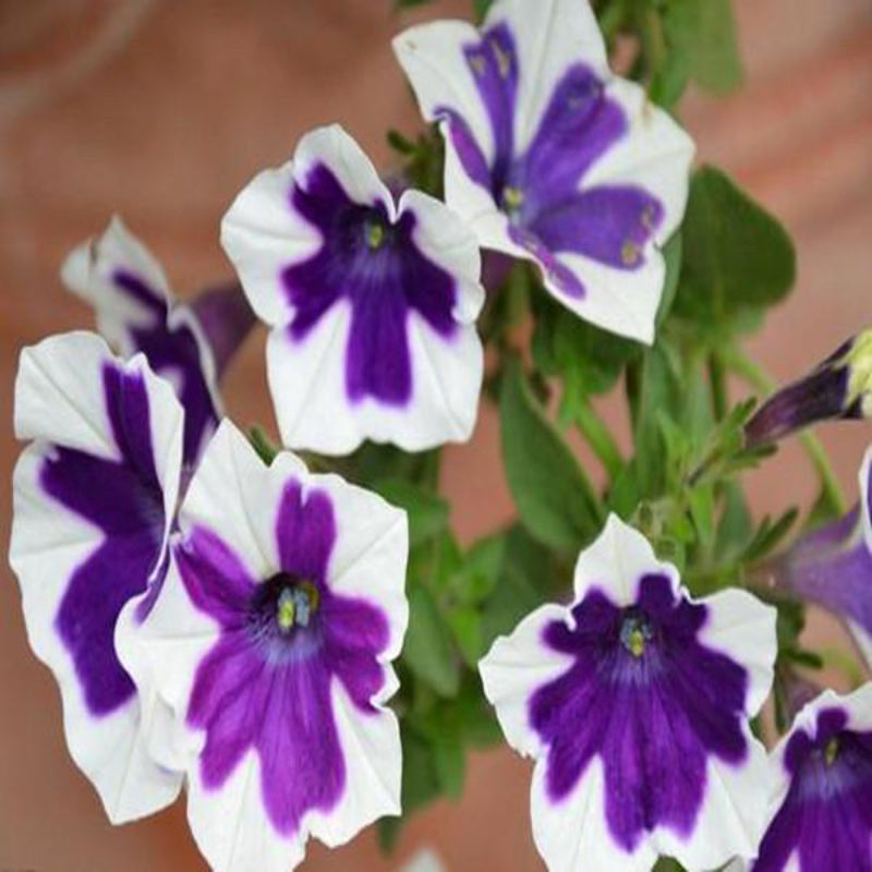 Phantom Petunia Flower Seeds