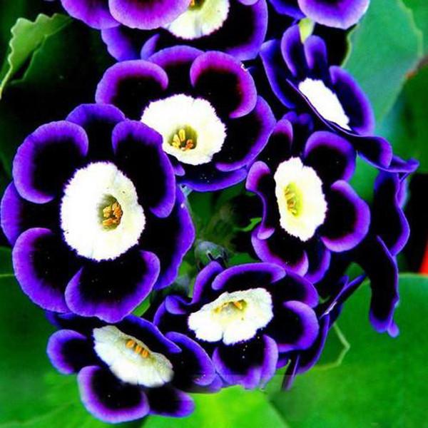 Black Purple Rare Phantom Petunia Flower Seeds