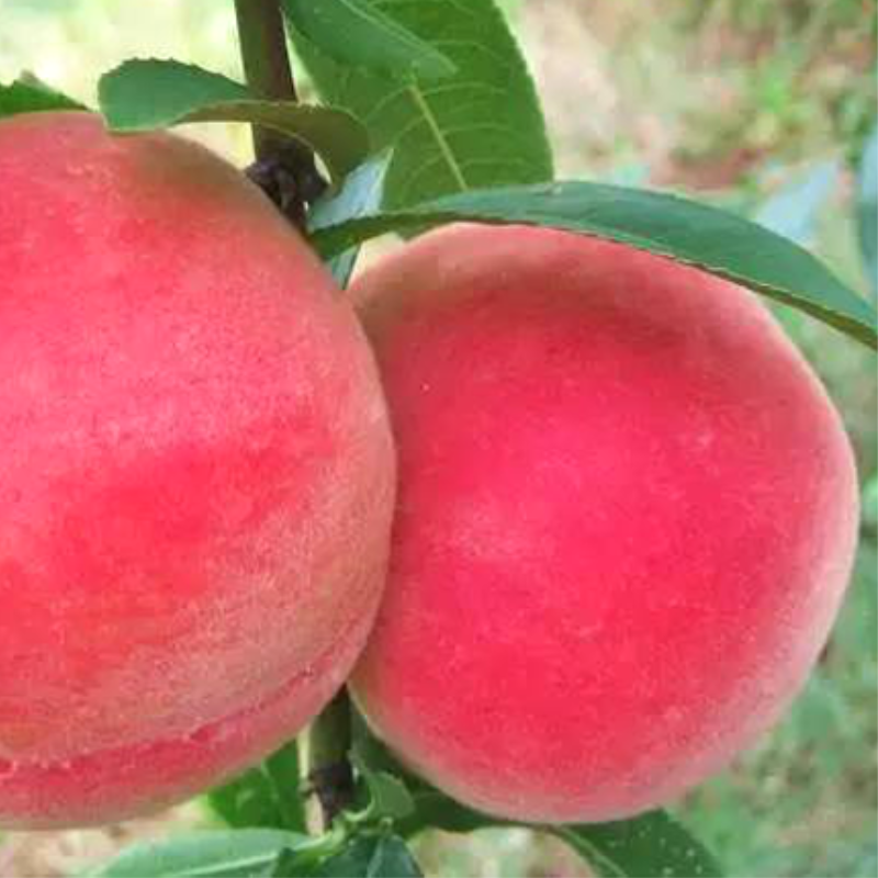 Small Potted Tree Peach Seeds