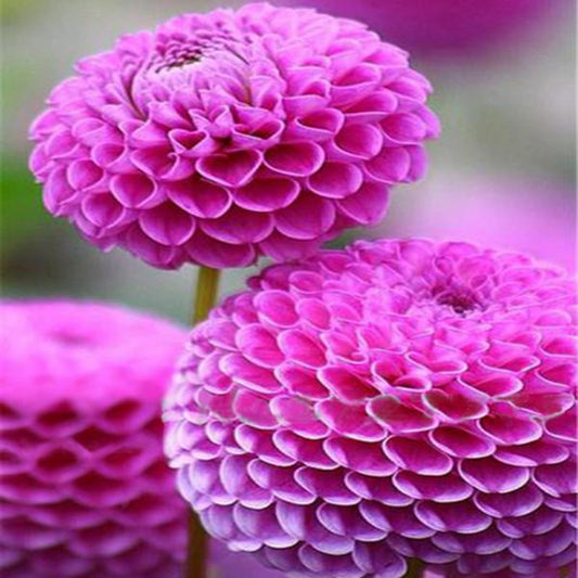 Small Zinnia Flower Seeds