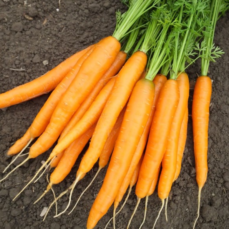 Smooth Gold Baby Carrot Seeds