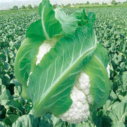 Snow Cauliflower Seeds