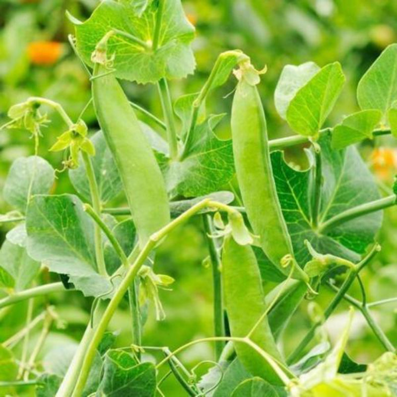 Snow Peas Seeds