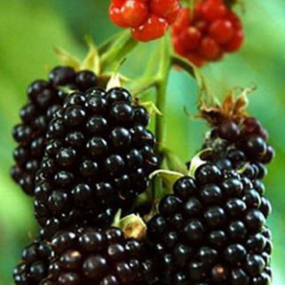 Stratified Raspberry Fruit Seeds