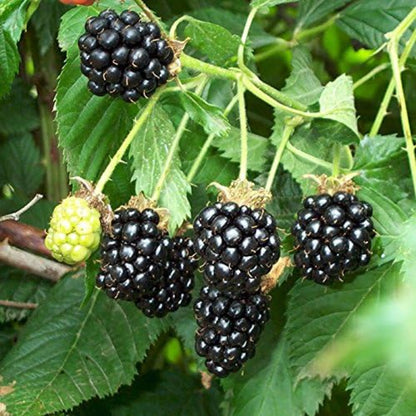 Stratified Raspberry Fruit Seeds