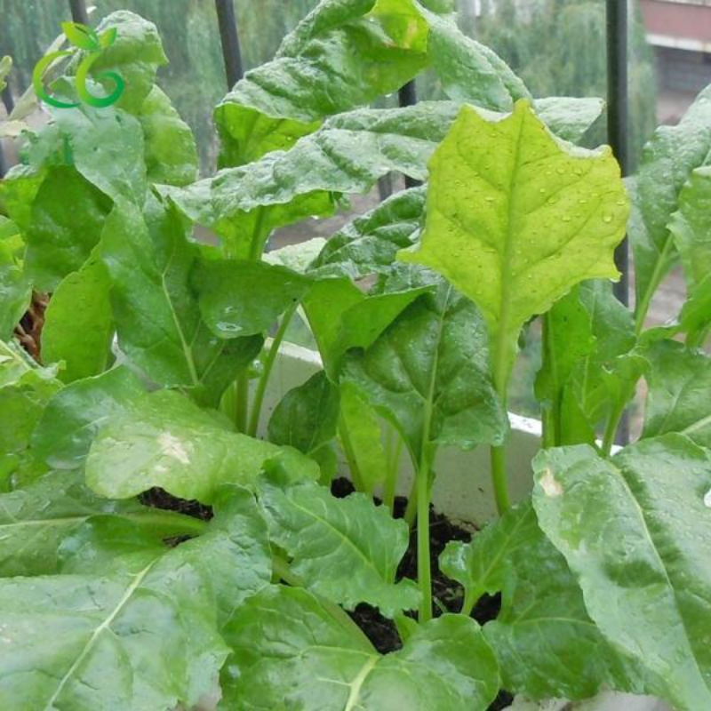 Swiss Chard Seeds