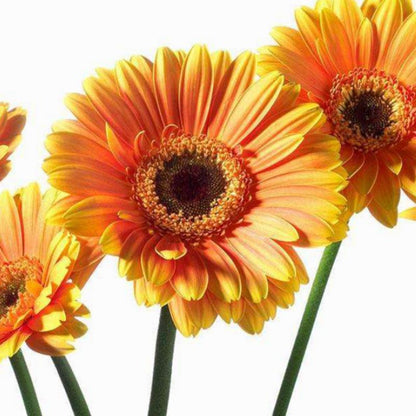 Rare Gerbera Flower Seeds Mix