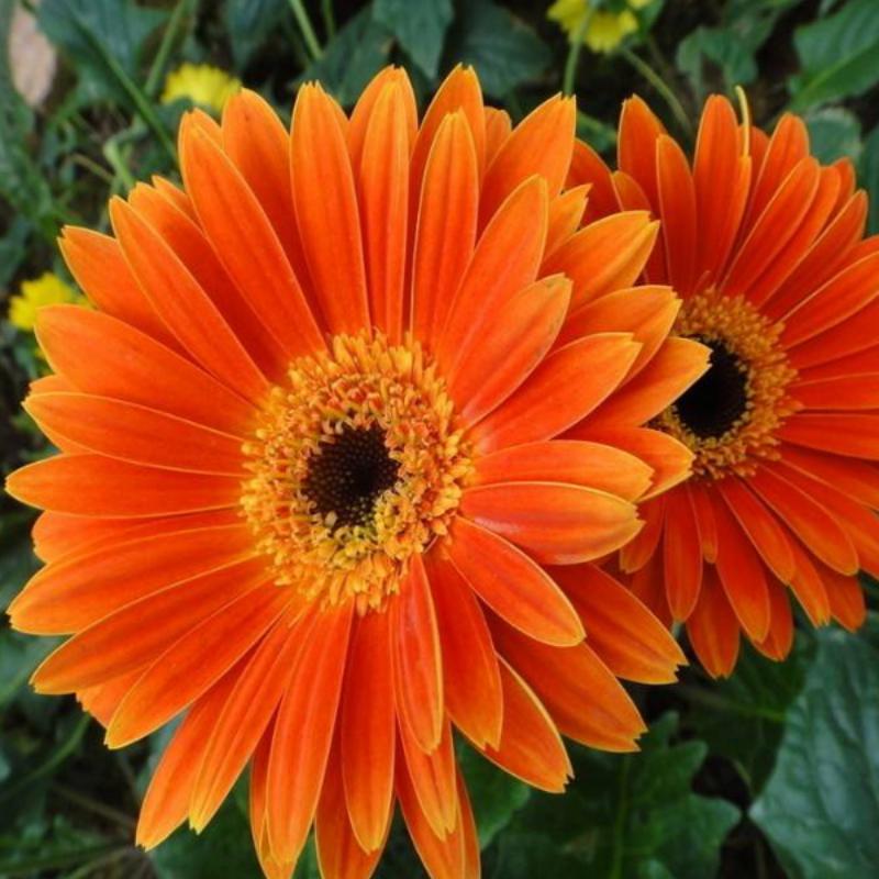 Rare Gerbera Flower Seeds Mix