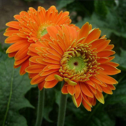 Rare Gerbera Flower Seeds Mix