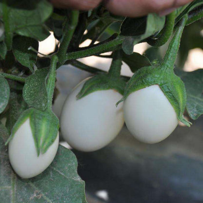 White Eggplant Seeds