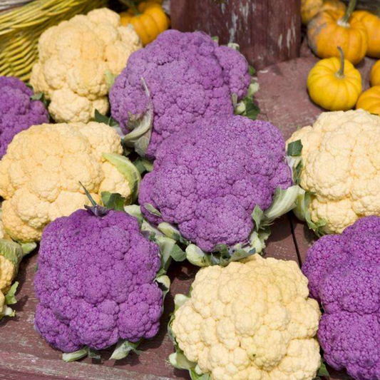 Snowy Cauliflower Seeds