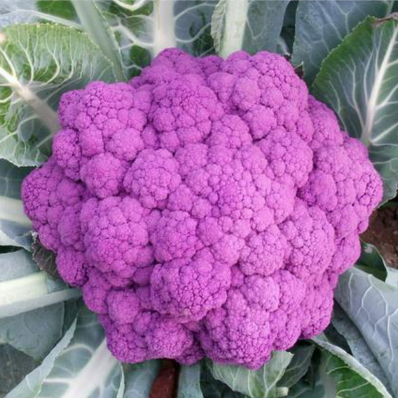 Snowy Cauliflower Seeds